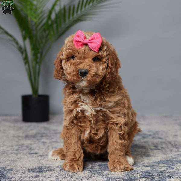 Sierra, Mini Goldendoodle Puppy